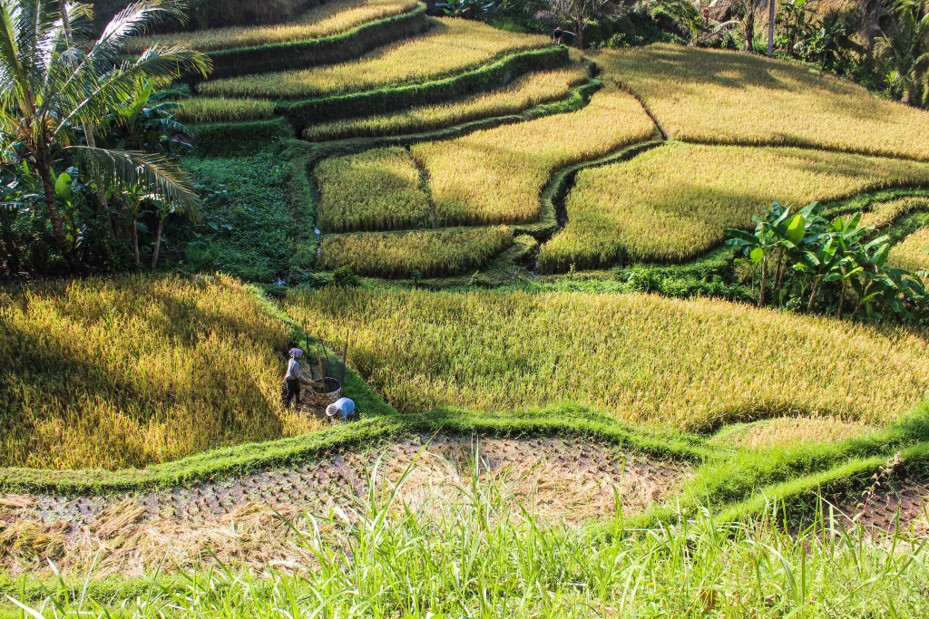 Kickass Places to Visit in Bali: A Newbie's Guide - Travel Lush