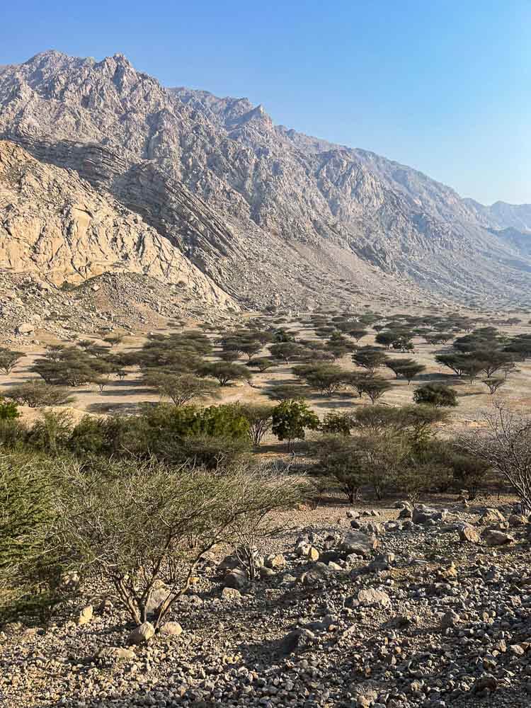Ras Al Khaimah Places to Visit: Top Attractions 9 Ras Al Khaimah Places to Visit: Top Attractions for 2024
